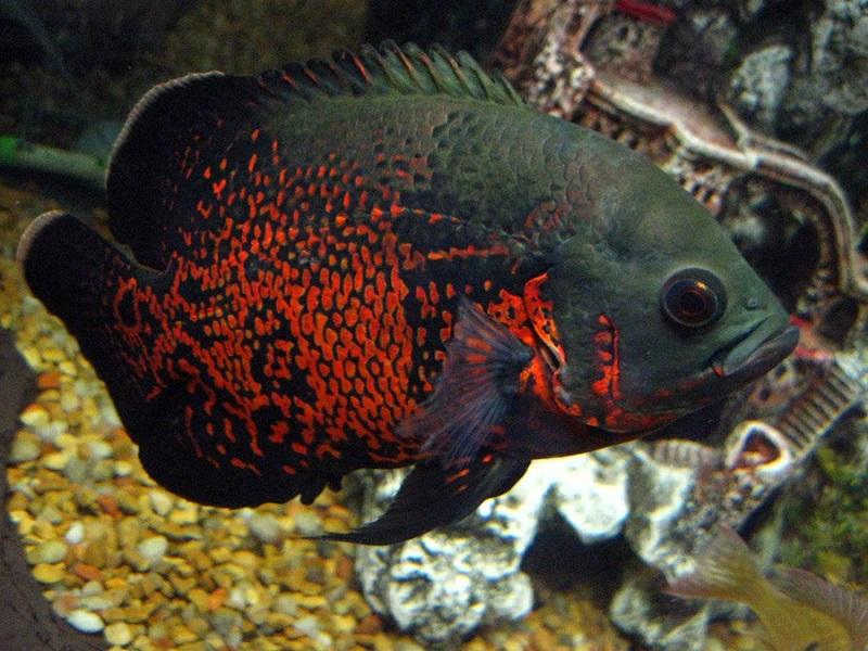 pez oscar, astronatus ocellatus, color oscuro