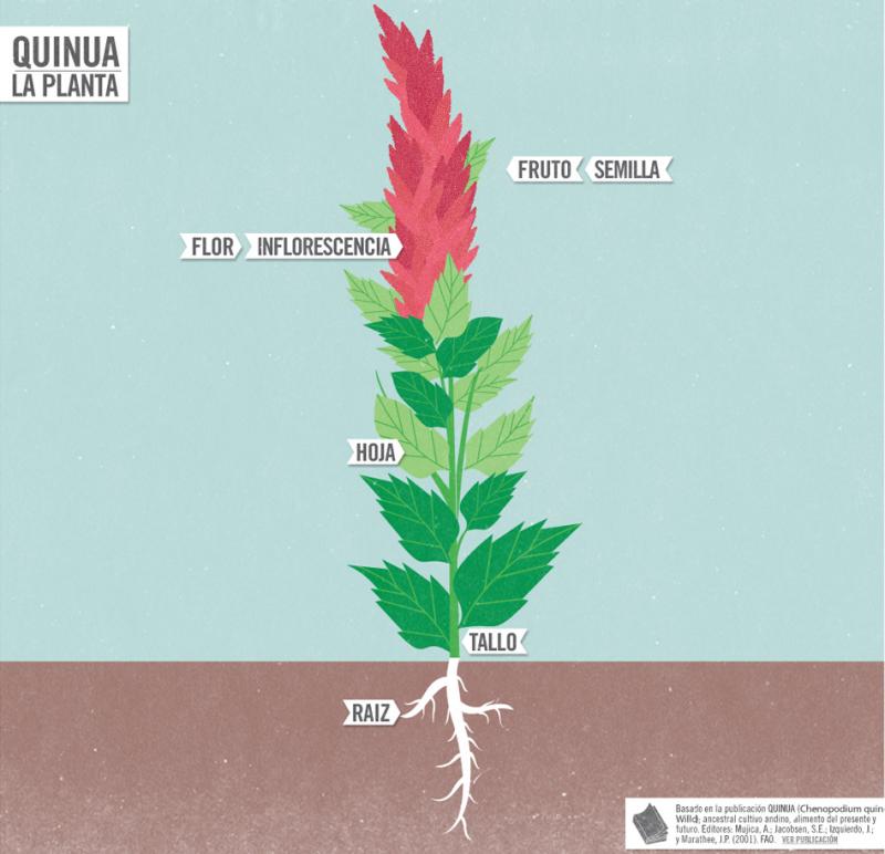 Dibujo de la planta quinua