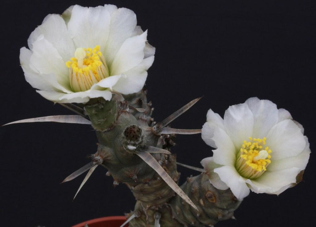 Tephrocactus articulatus en flor