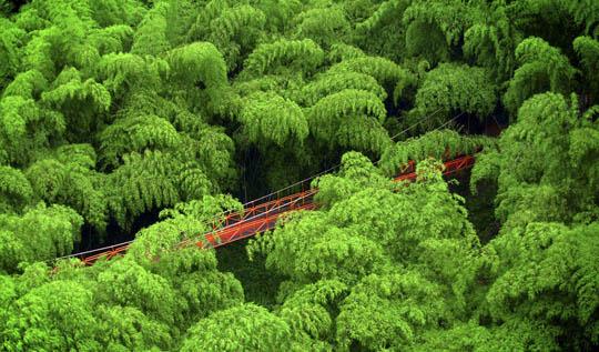 Puente colgante en el Parque del café