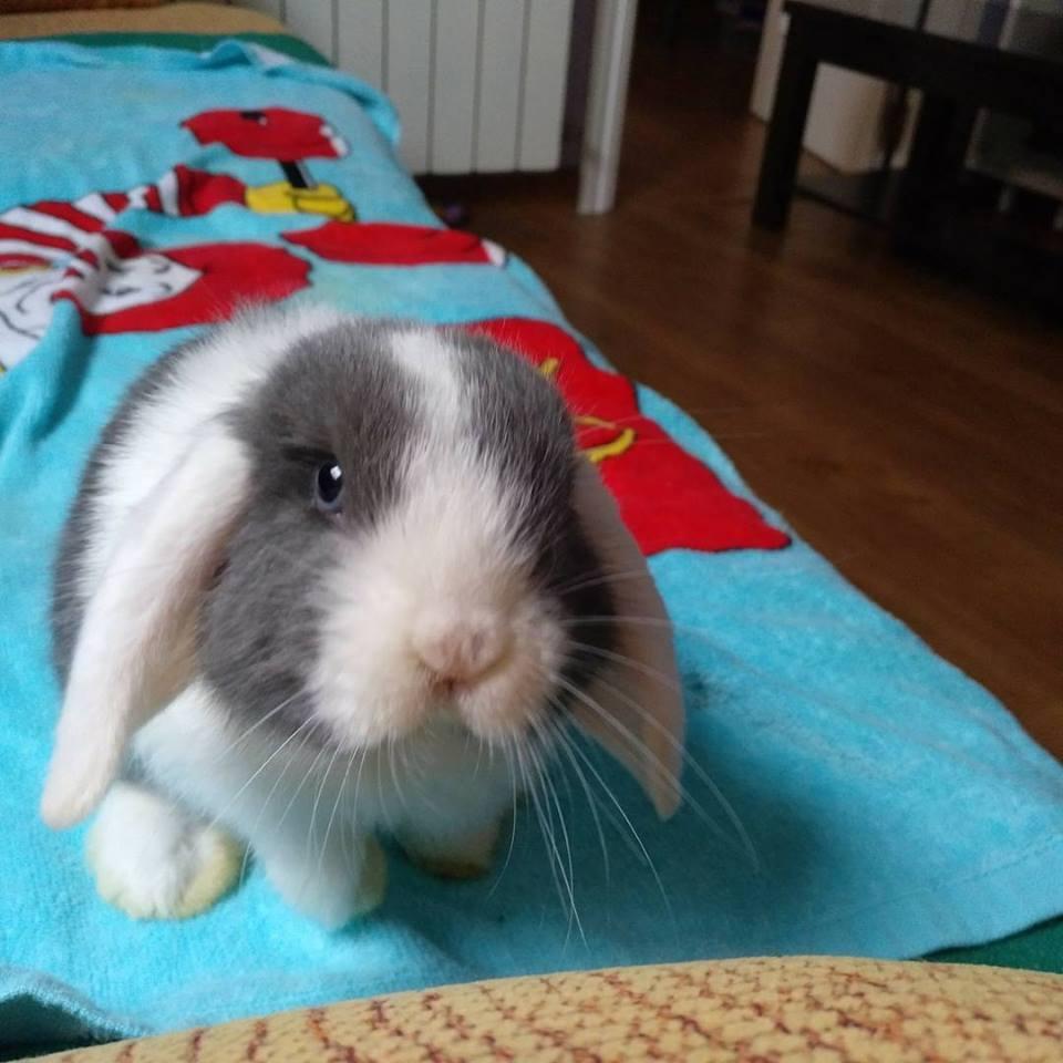 27858612_1609523229137919_7783178134194124696_n