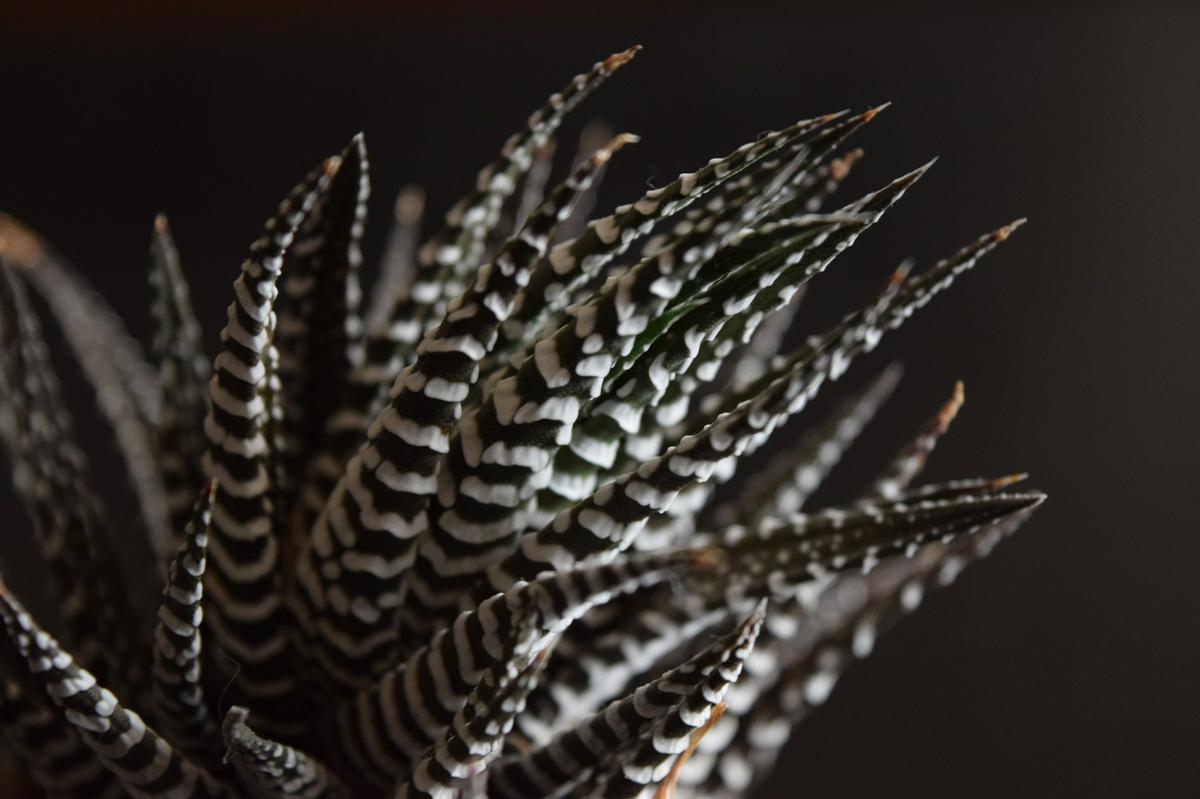 Haworthia attenuata cv Zebra