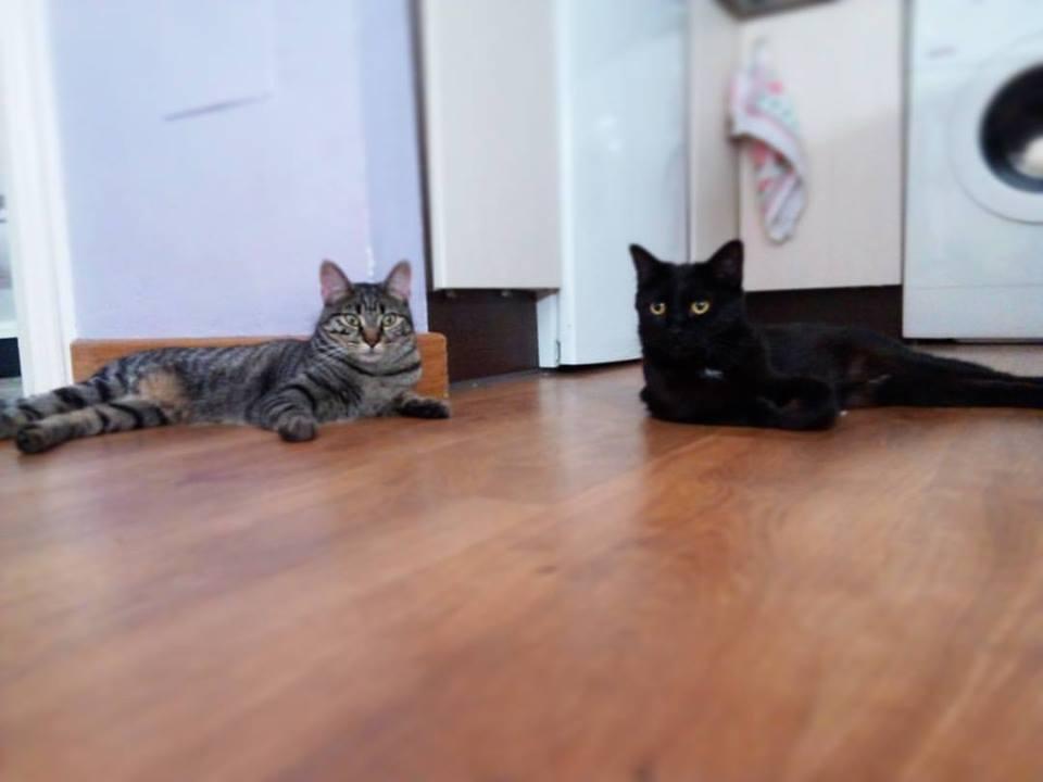 20108413_1407066712716906_8920185498872422483_n