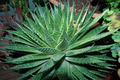 Aloe aristata