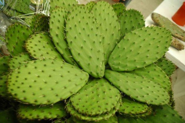 nopal