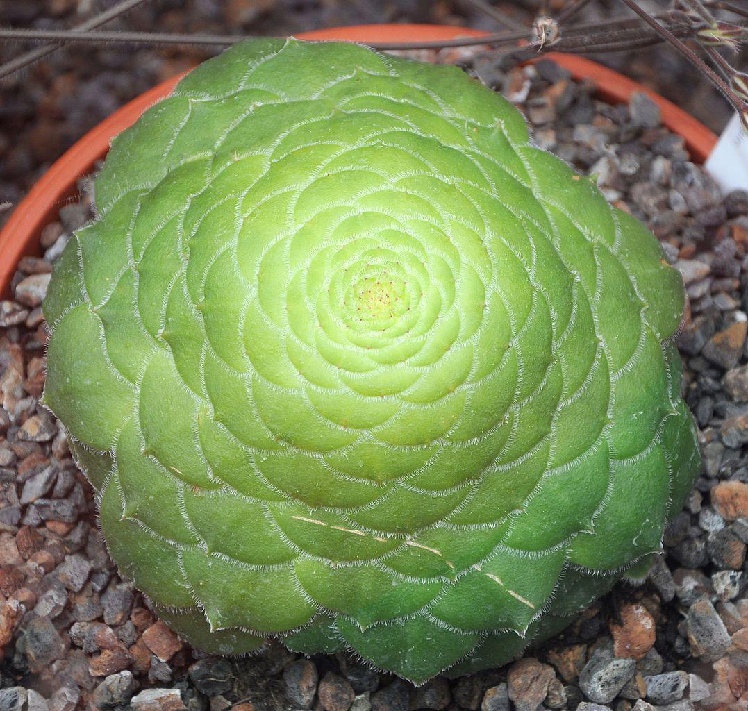 Aeonium tabuliforme