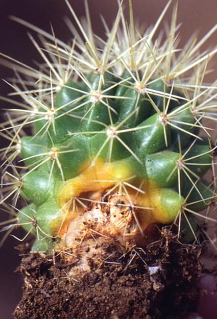 Fusarium en cactus