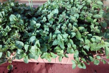 como pllantar oregano