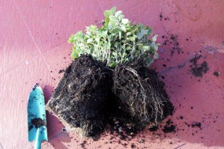 oregano planta cuidados