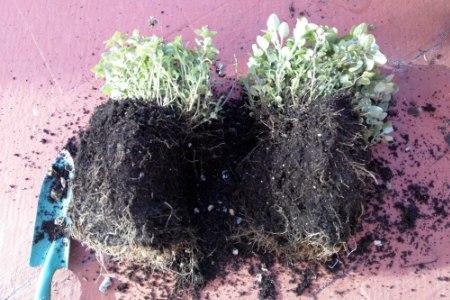 transplantar oregano