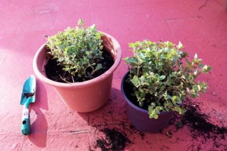 como plantar oregano