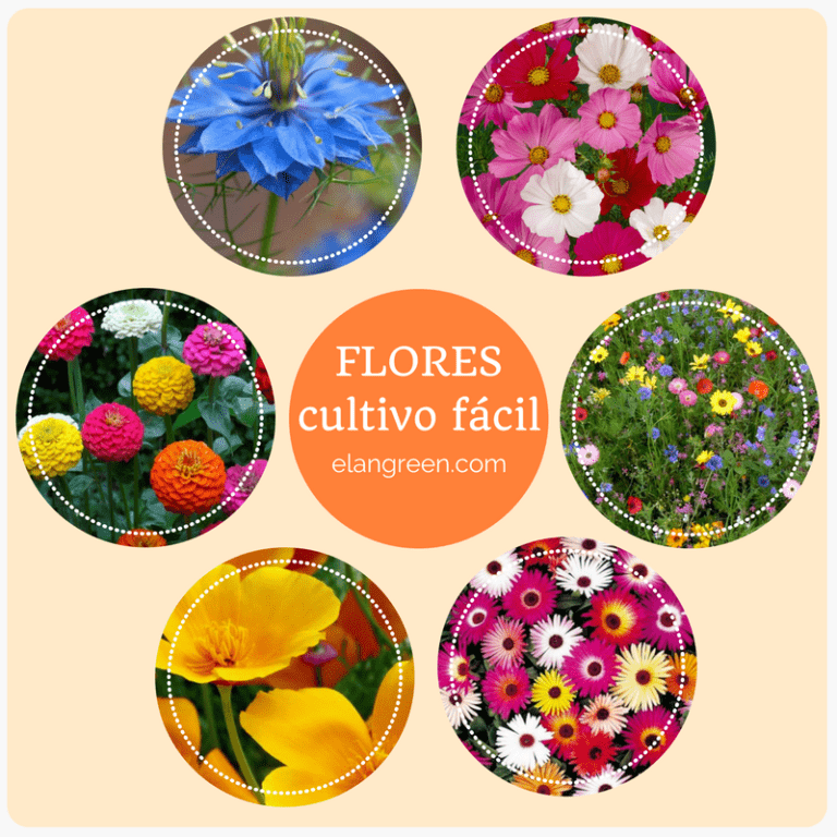 Flores cultivo fácil