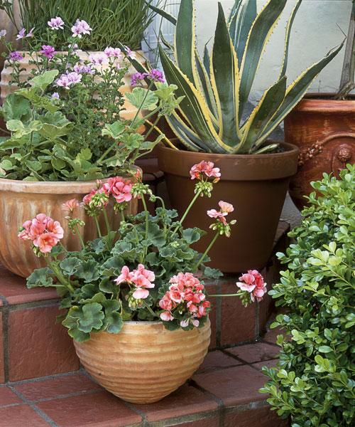1461957156-55005dc1ccdda-round-4container-potted-plant-0610-s3