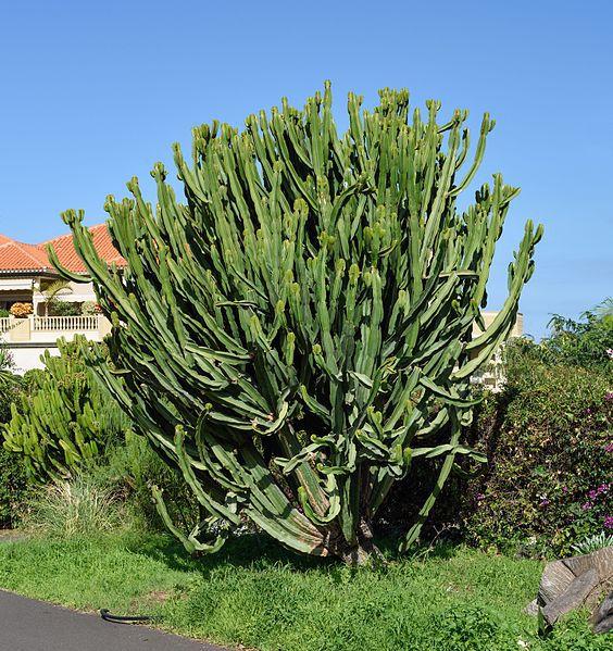 Euphorbia candelabrum
