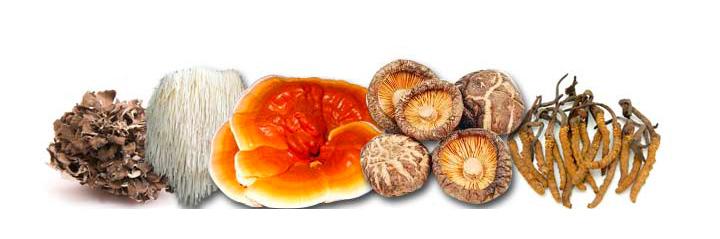 categorias-micosalud