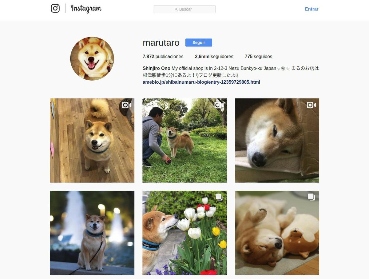 hacer una cuenta de Instagram para tu perro