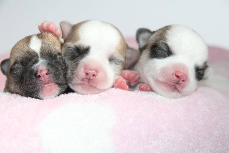 22278529_10214761637099033_2096851570_n