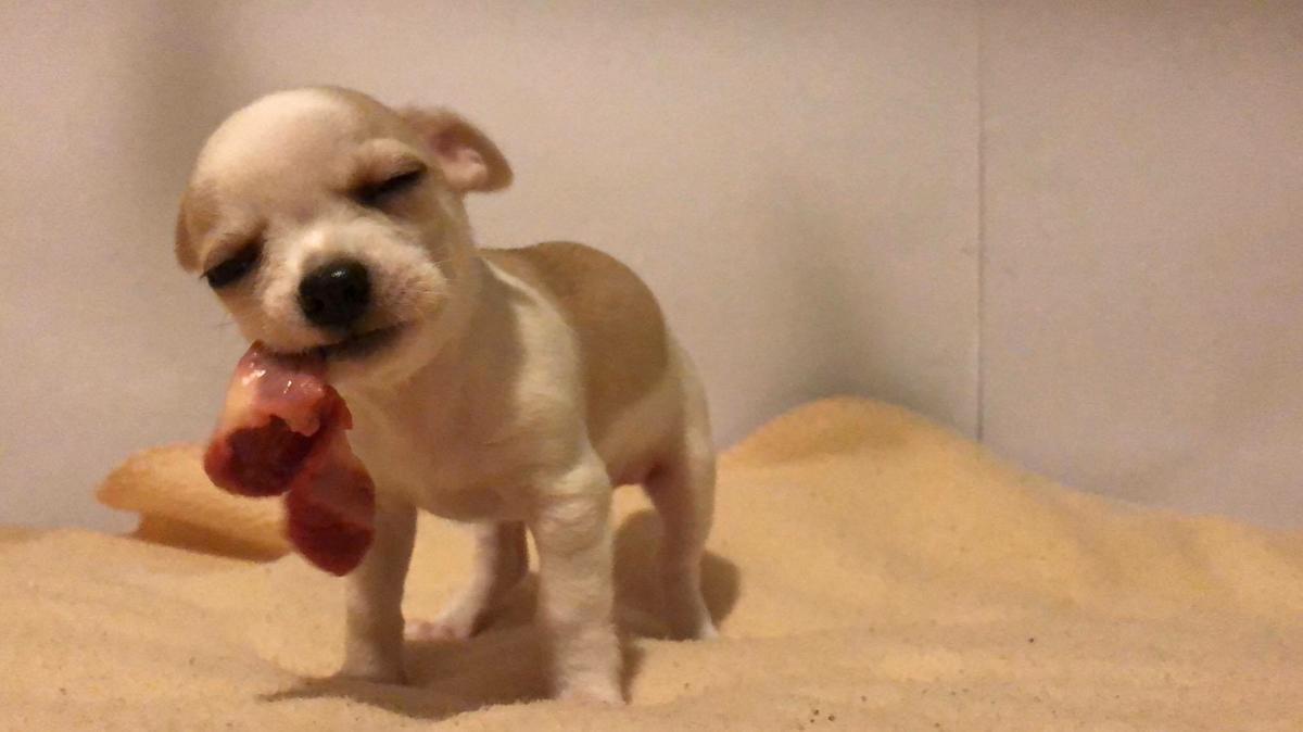 23469000_10215050784767544_738045237_o