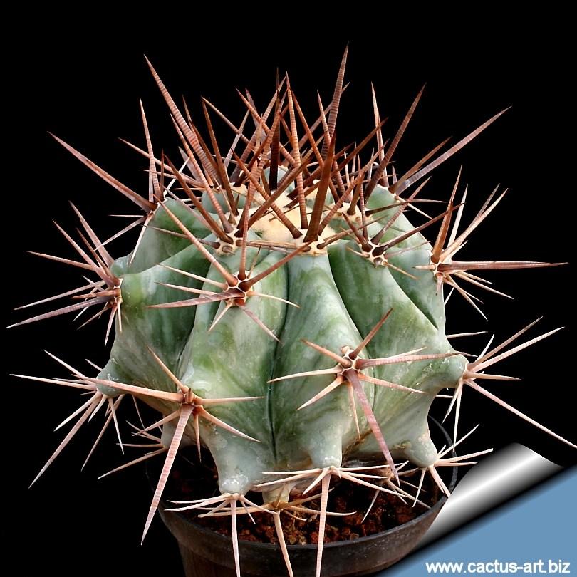 Echinocactus platyacanthus