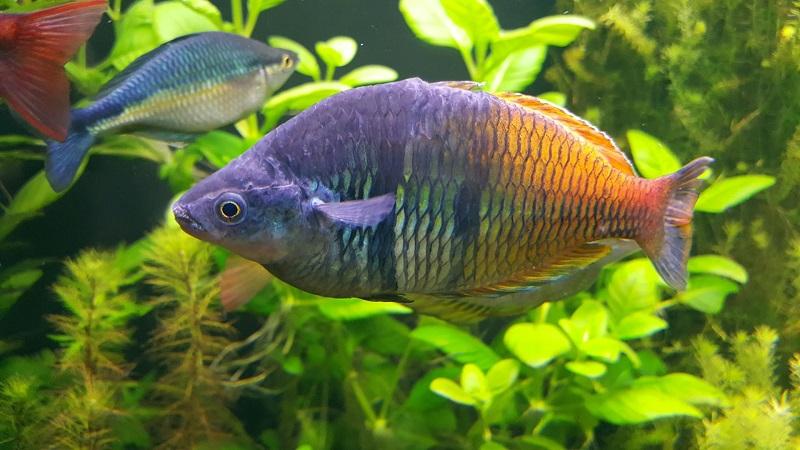 pez arcoíris del yamary adulto