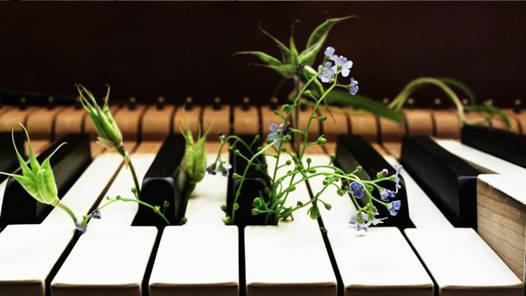 La música y las plantas