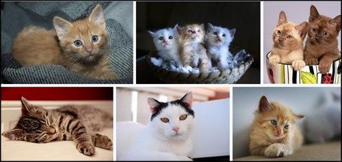 Gatitos las fotos que todos aman