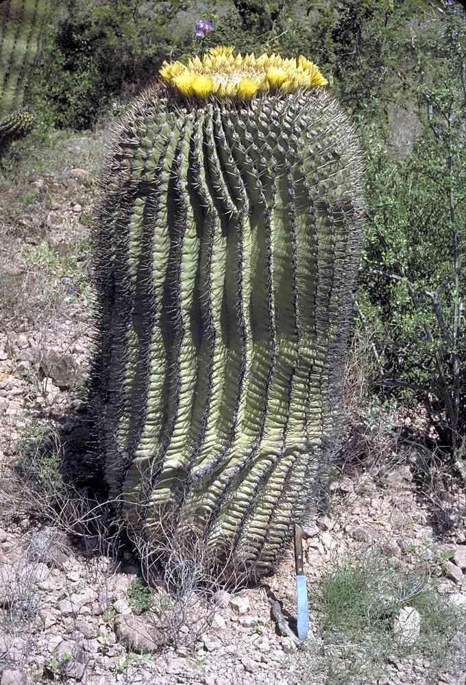 Ferocactus emoryi