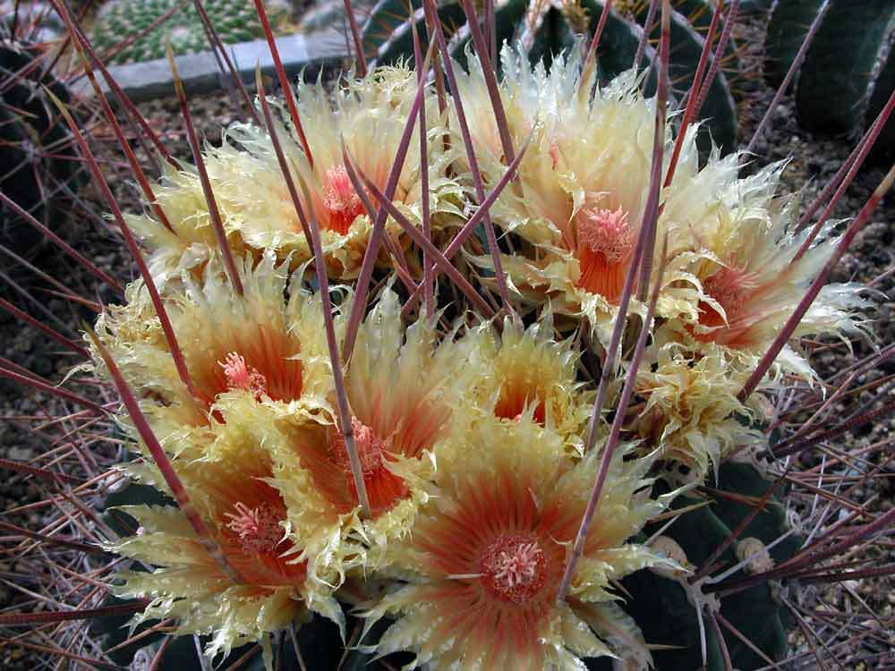 Ferocactus rectispinus