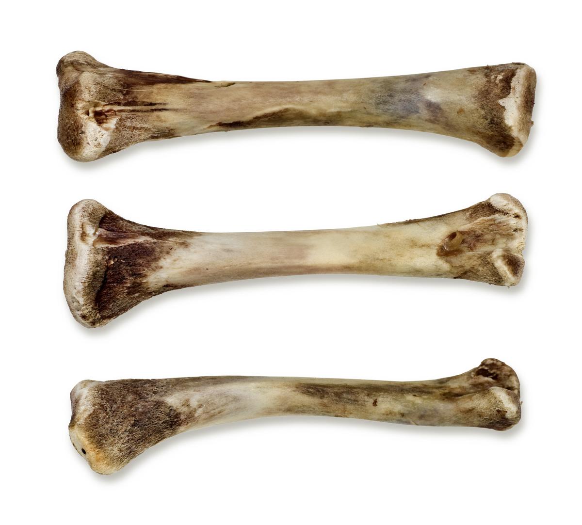 huesos-dañinos-para-los-perros