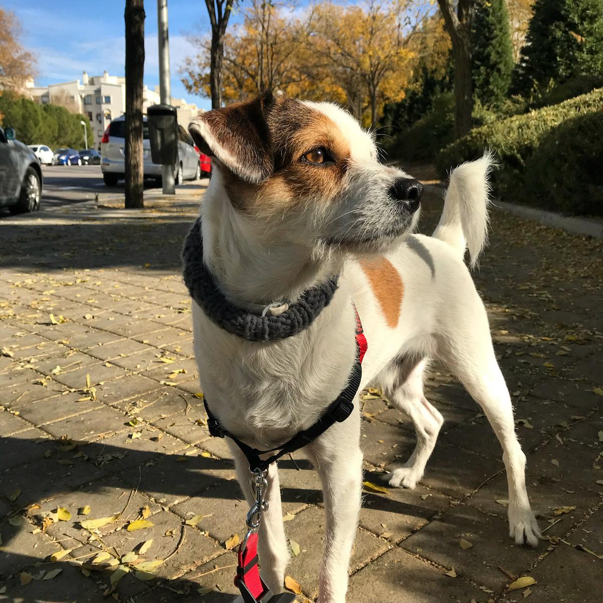 pancho-arnés-anti-tirones