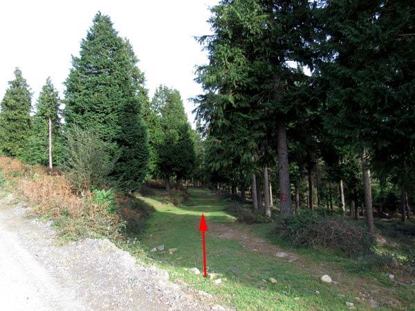 Ahora un poquito de bosque