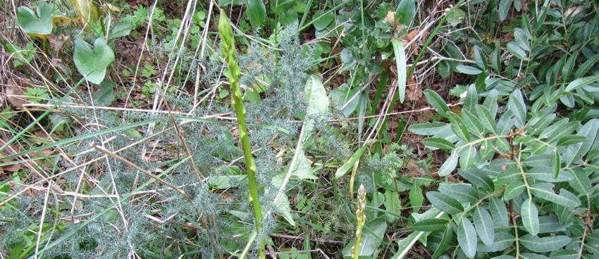 esparragos-TRIGUEROS-1