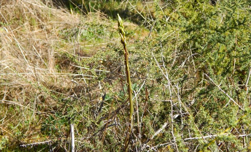 esparragos-TRIGUEROS-2