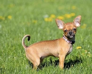 Peinados para chihuahua
