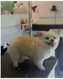 Peinados de chihuahuas 