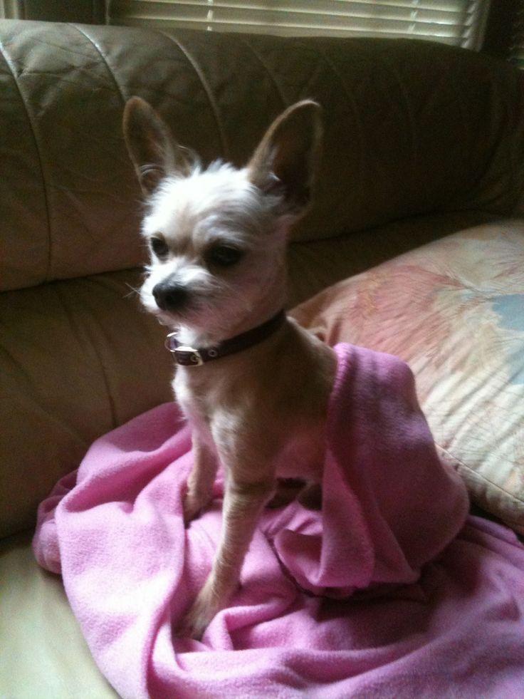 Peinados para chihuahuas