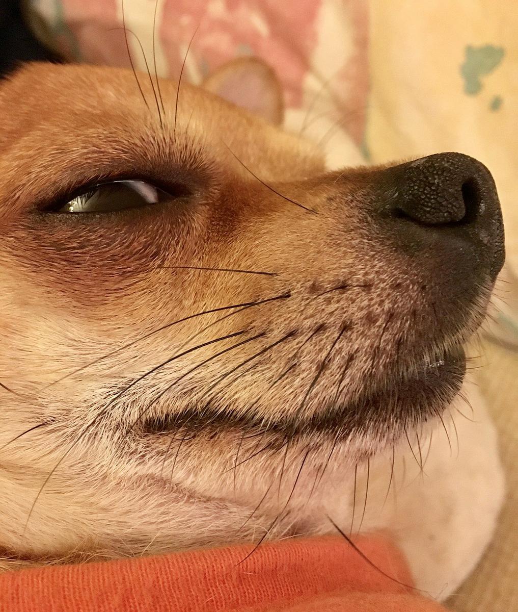 imagenes de perros chihuahua 19