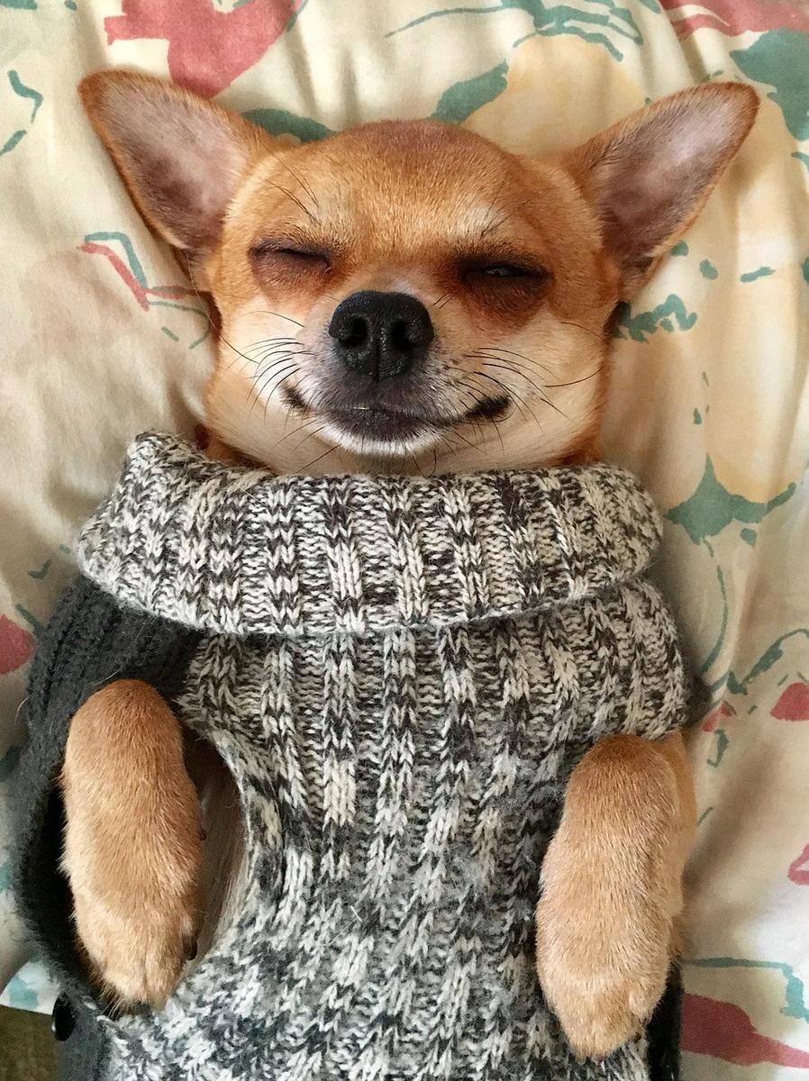 imagenes de perros chihuahua 23