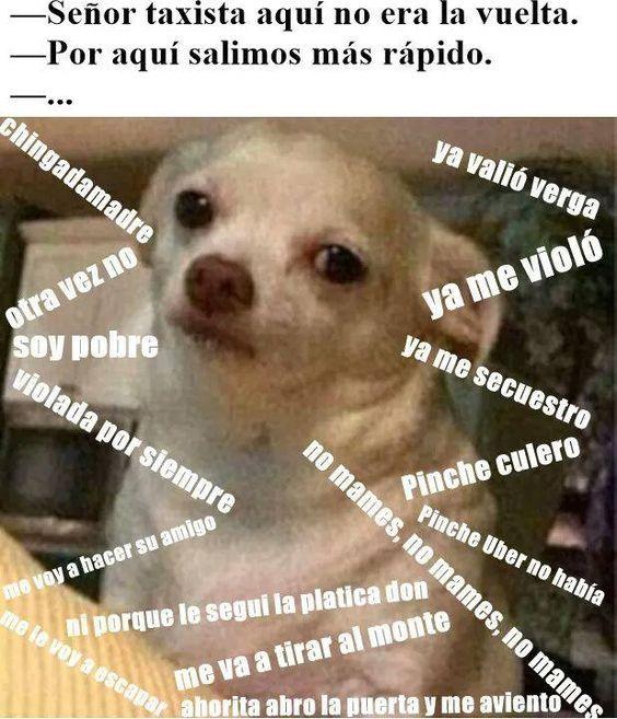 meme de chihuahuas 1