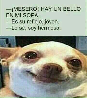 meme de chihuahuas 10