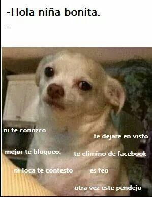 meme de chihuahuas 11