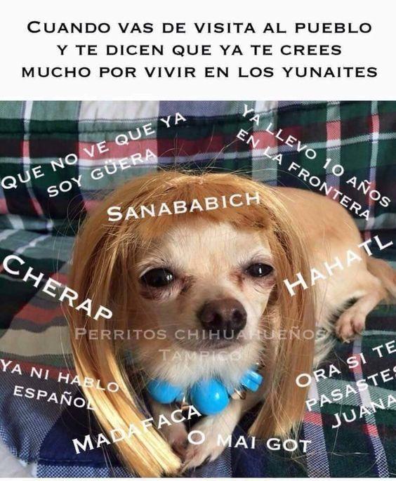 meme de chihuahuas 12