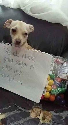 meme de chihuahuas 14