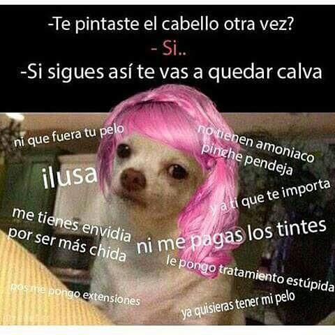 meme de chihuahuas 15