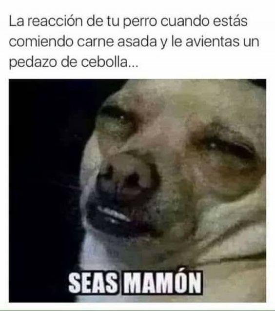 meme de chihuahuas 16