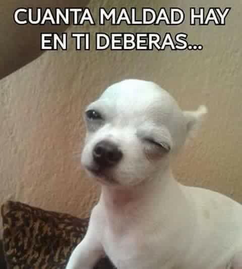meme de chihuahuas 17