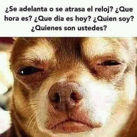 meme de chihuahuas 18