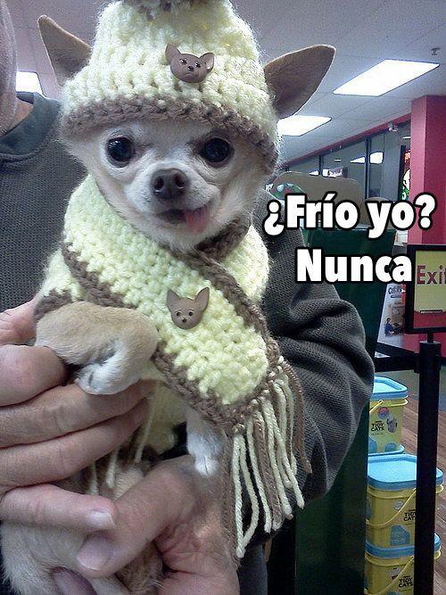 meme de chihuahuas 19