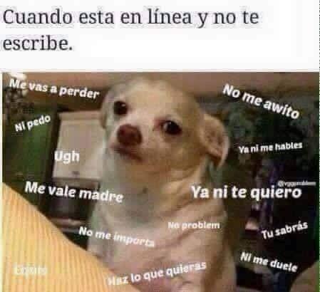 meme de chihuahuas 2