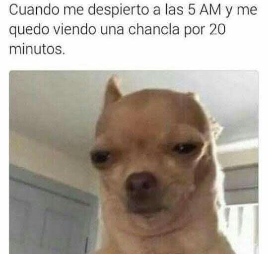 meme de chihuahuas 20